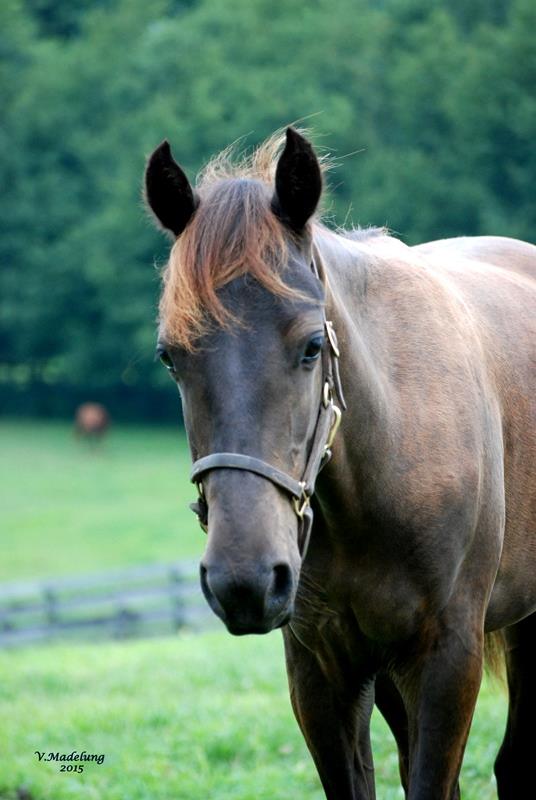 Photo 1 from KENTUCKY EQUINE HUMANE CENTER INC