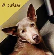 Photo 7 from K9 Resources and Rescues